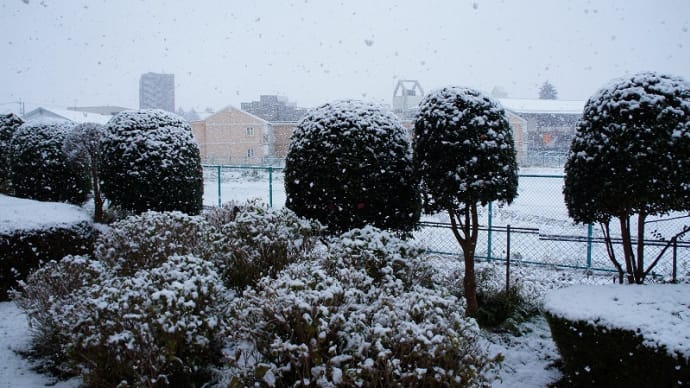 初雪でした