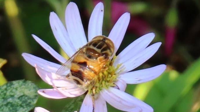 鈴の宮公園から深井花のこみち