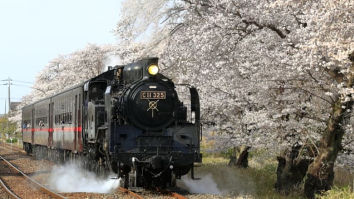 【4/5】桜景色を走る真岡鐡道SL乗車&いちご6種食べ放題バスツアー ~京樽のちらし寿司弁当付き~