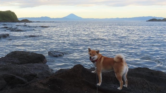 久しぶりに富士山が見えた!黒崎の鼻~三戸浜散歩