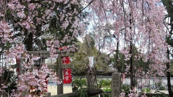 2020年・水火天満宮の垂れ桜と登天石　＠　京都妖怪探訪（６９２）