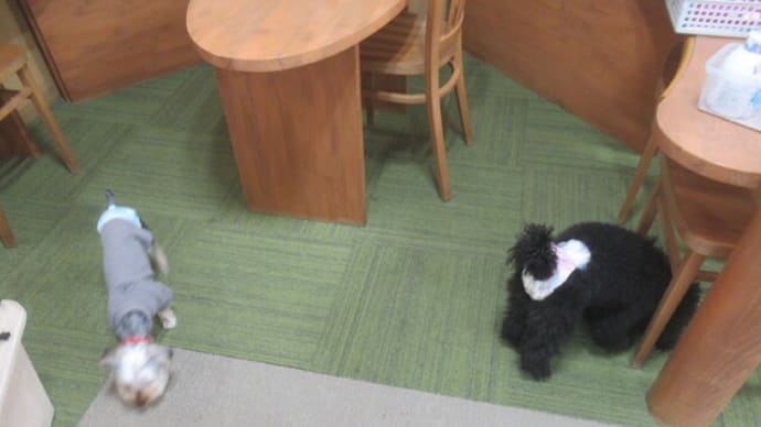 2023/12/03 犬の幼稚園BuddyDog
