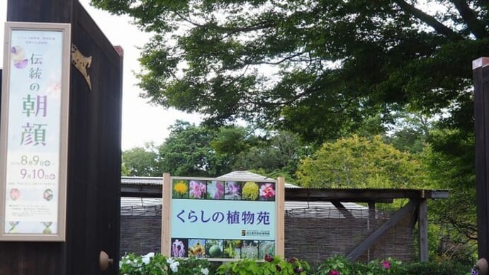 にしさんの花日記 朝顔
