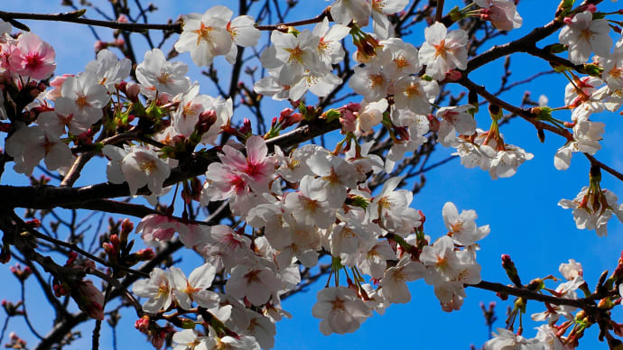 ❶刈谷桜まつり散策~春風に舞う桜とともに~