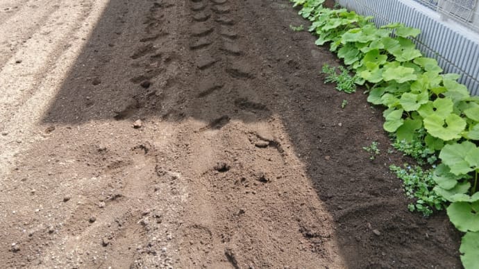 大生姜1kgを植えました