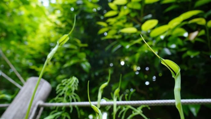 カラスビシャクの花がたくさん!(赤塚植物園 2022.1.22撮影)
