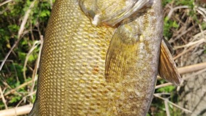 鬼怒川バス釣行 3.26 昼までで6匹