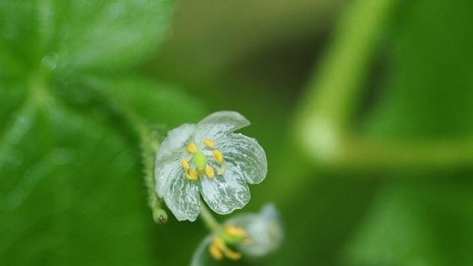 雨に濡れて山荷葉