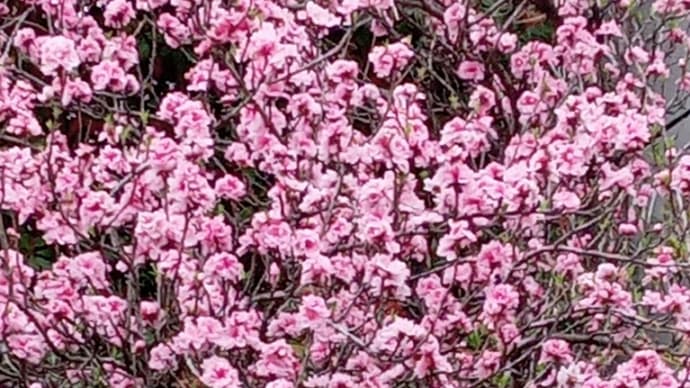春のいぶき・女神展が終わり、信越桜巡りの旅へ