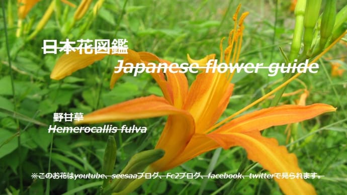 川辺の灯り?!Riverside lights? !