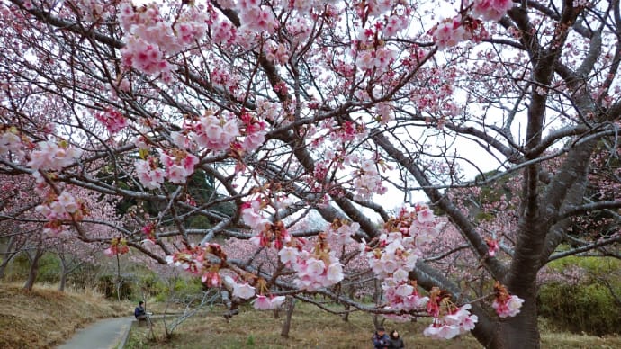 南房総ドライブ2024♪ 桜と水仙と棚田から帰路へ 編