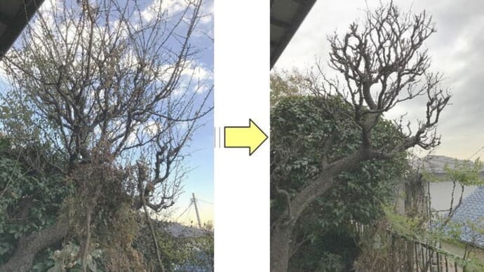 梅の木の深い切り戻しは花後に