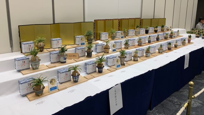 未登録・豆葉品種、日本富貴蘭会美術品評会全国大会（和歌山）