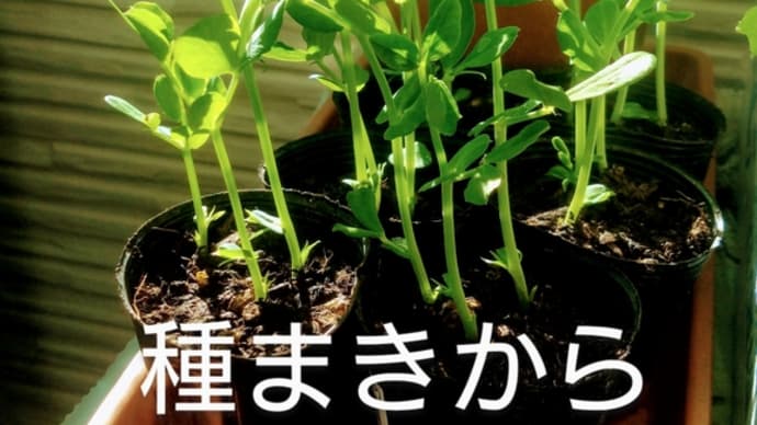 スナックえんどうの定植 '24