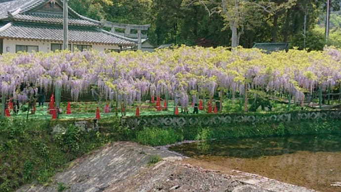 藤の花が見頃です