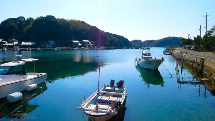 恩徳寺の結びイブキ