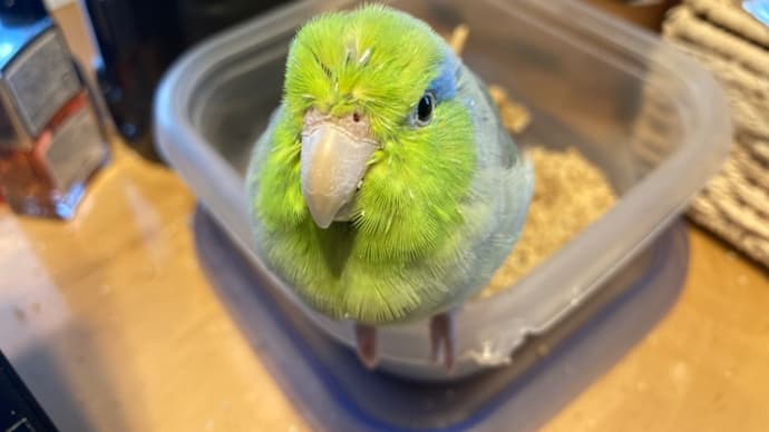 モザイクタイルのコースター