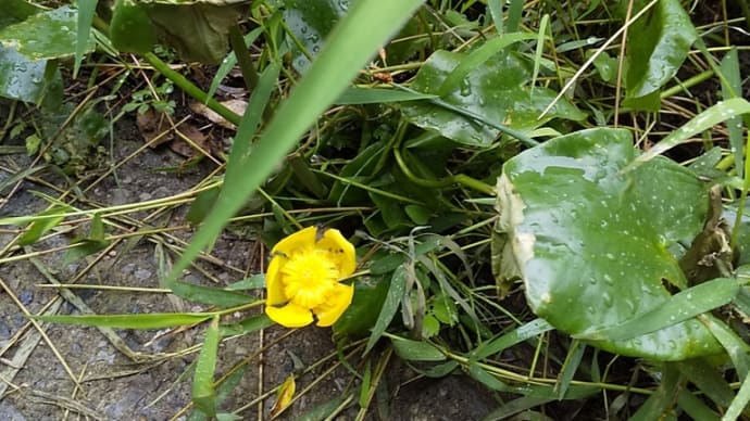 昨日の記事の訂正と万葉植物園