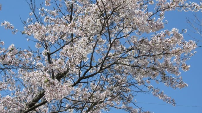 今年のゴンタ桜は…