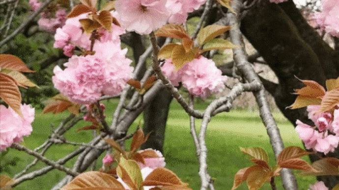 4/18 桜 桜 黄桜