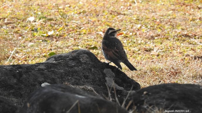 野鳥 ツグミ