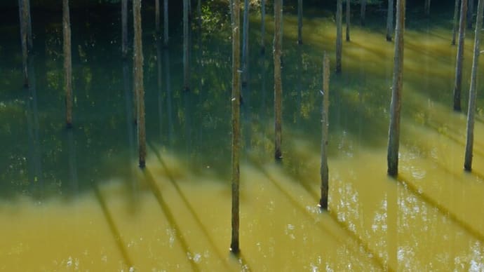 秋の水面