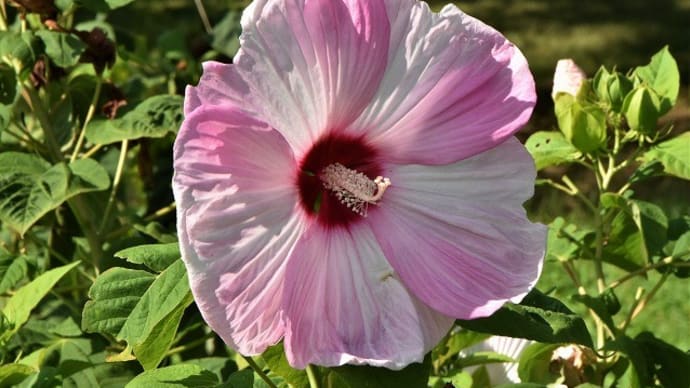 花色いろいろアメリカフヨウ