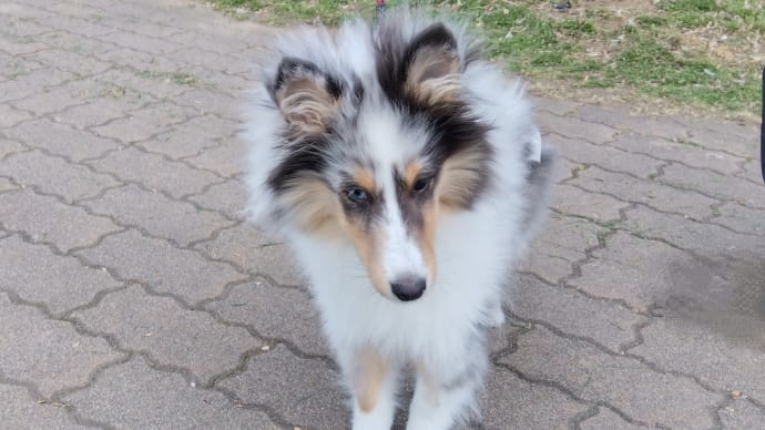 ランのお散歩デビュー🐶🐕🙌