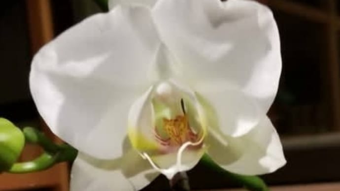 一年ぶりの開花です