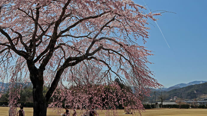 飯田市 旧山本中学校杵原学校の桜 10