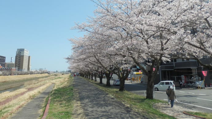桜めぐり(8):桜川