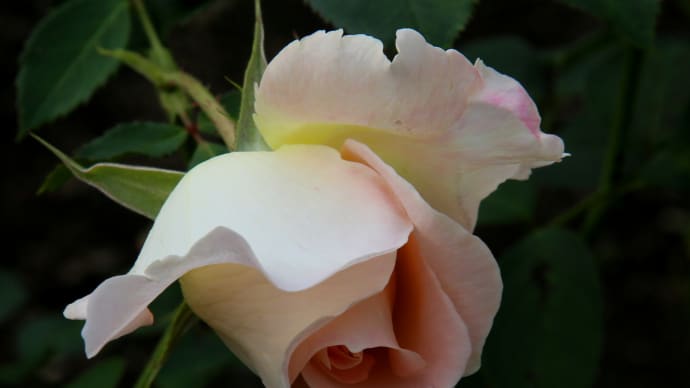 ロイズ本社の秋の薔薇5-3