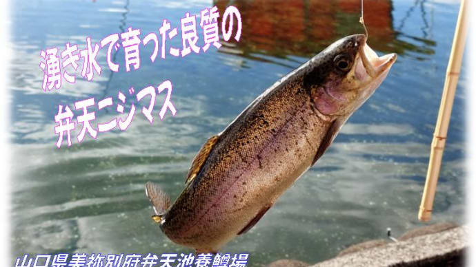 子供が喜ぶ山口県の弁天にじます釣り堀・・初心者でも簡単！釣った魚はお店で調理もしくはお持ち帰り