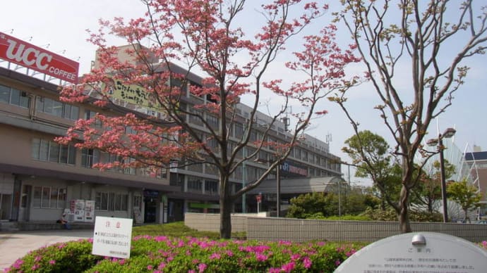 JR米子駅前のハナミズキ