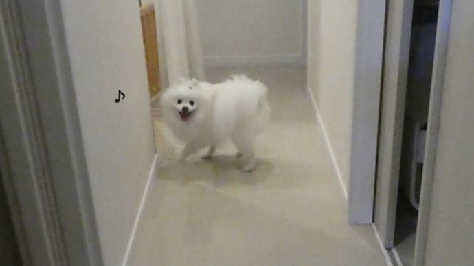 夕方のお散歩