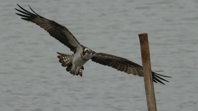 南港野鳥園で ・・・ 10月26日 ミサゴなど