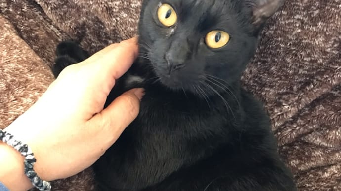 モカさん和猫