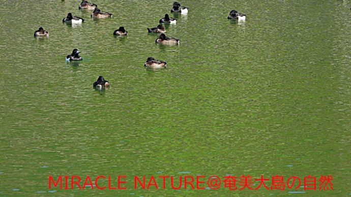 北部貯水ダムで鳥見