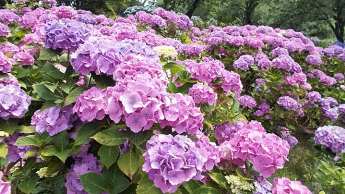 土門拳記念館の紫陽花 5