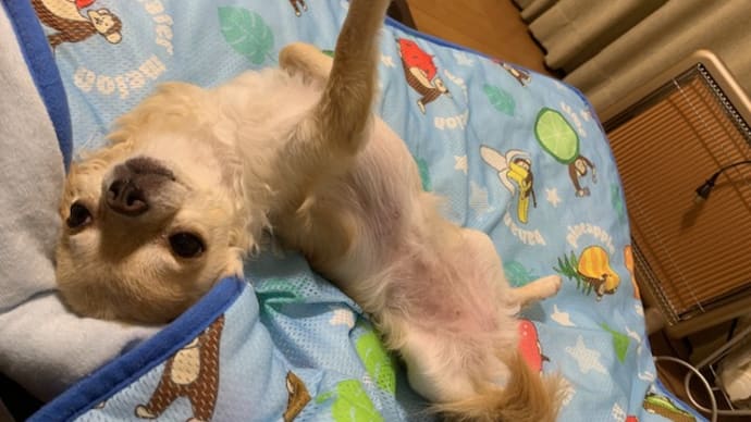 毎日歯磨きがんばってるのに・・・😟
