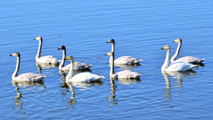 オオハクチョウの6羽の幼鳥 - 七次側調整池(千葉県白井市)