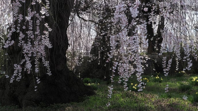 春の旅～③　安養寺のしだれ桜Ⅱ