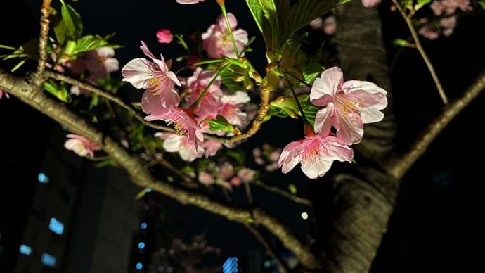 渋谷川の河津桜は満開よ♪