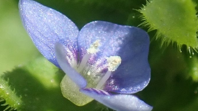 小さなお花の　タチイヌノフグリが　輝いてくれました 💛