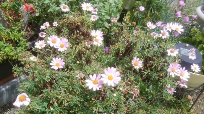 花の切り戻しと、夏花の苗植え