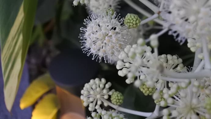 なんばパークス、ヤツデの花と「光の滝」