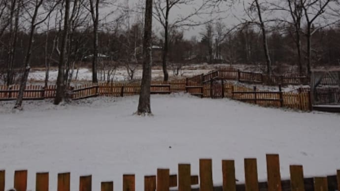 雪のドッグラン❄大はしゃぎ