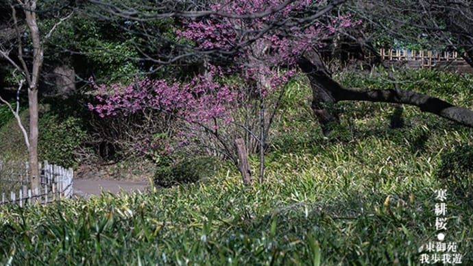 寒緋桜、可憐な彩り。