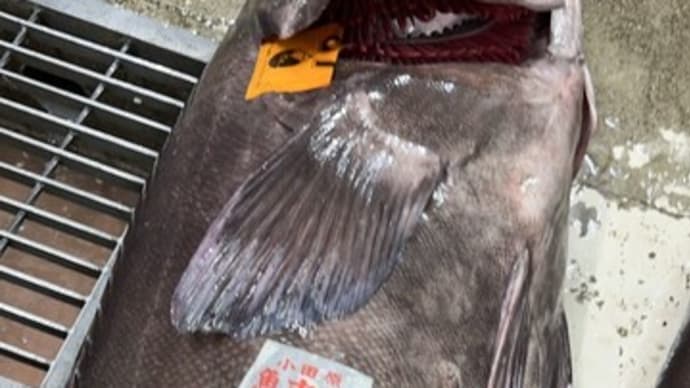 3月4日の小田原魚市場から!魚種が増えてきた本日はオシツケ(アブラボウズ)をセリ落としました!