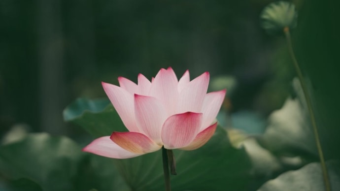 沖縄の植物園